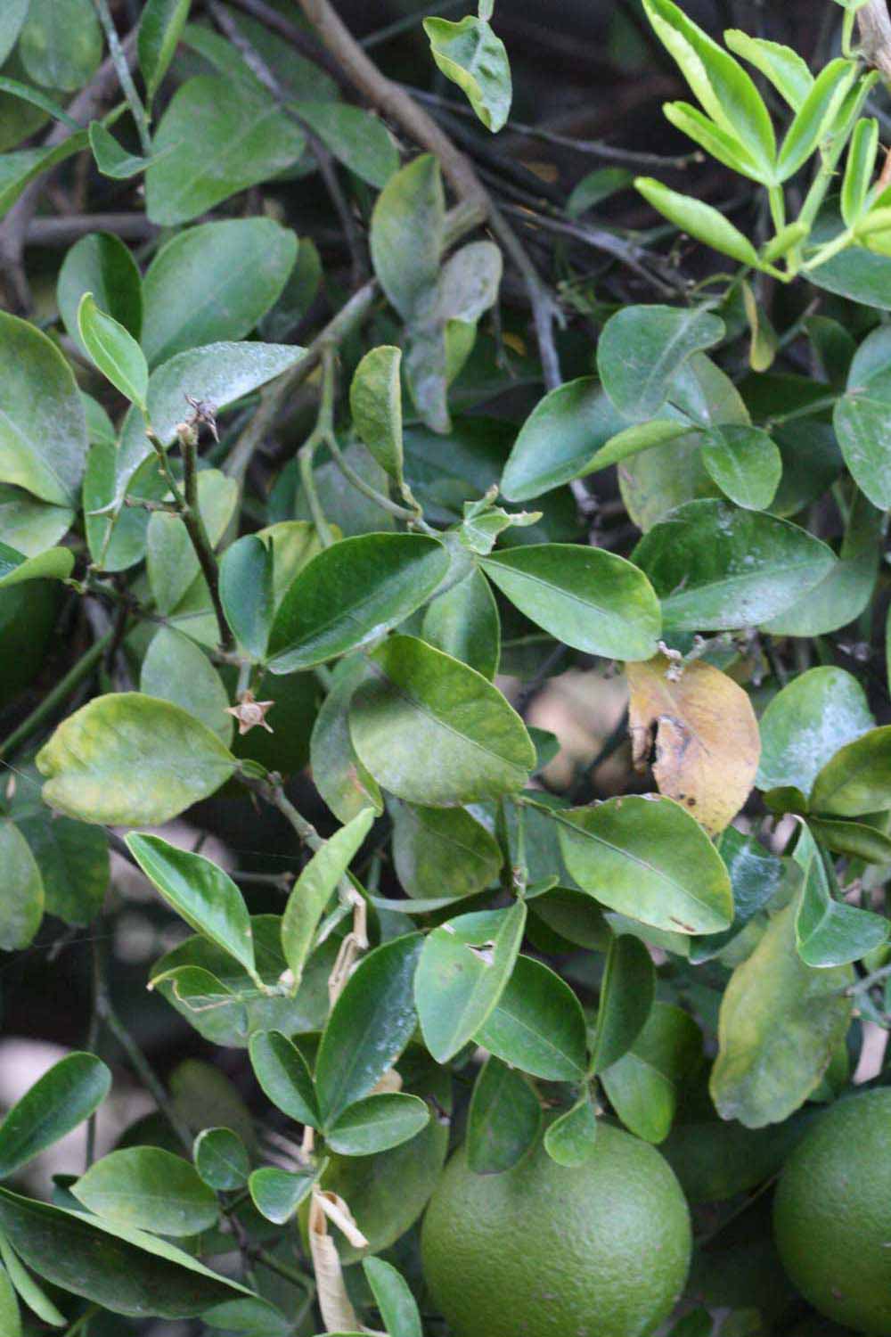              Sun leaves (Riverside, CA)       